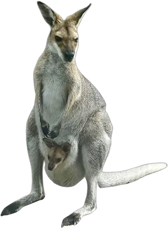 Download Free Png Kangaroo Image Kangaroo With Baby Png Kangaroo Transparent Background