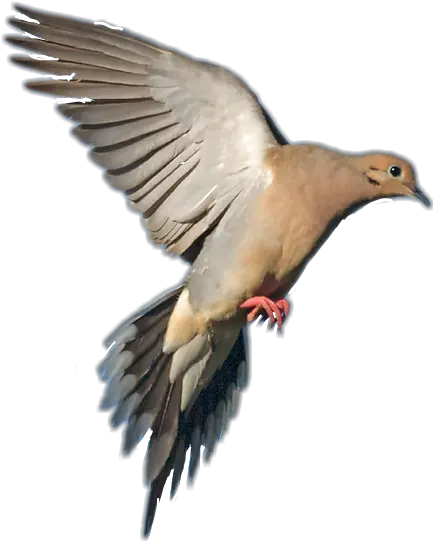 Mourning Dove In Flight Transparent Png Mourning Dove In Flight Dove Transparent