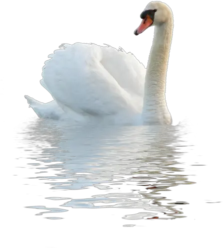 Swan Png Image Duck In Water Png Swan Png