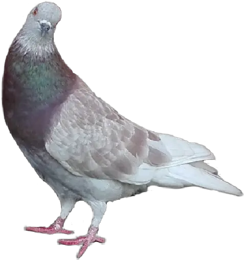 Paloma Sticker Stock Dove Png Paloma Png