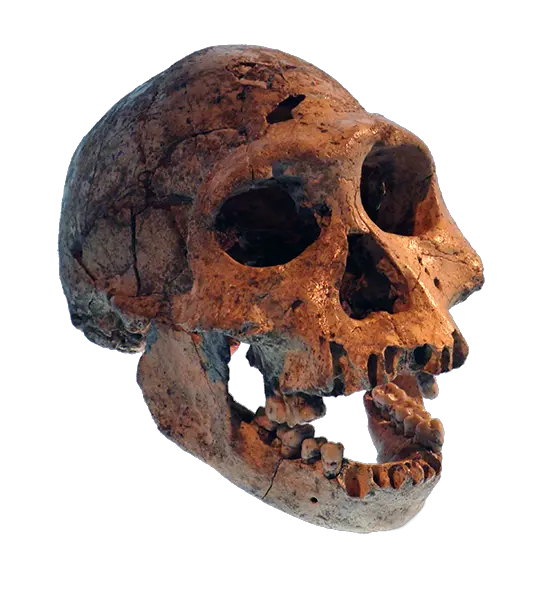 Skull Body Png