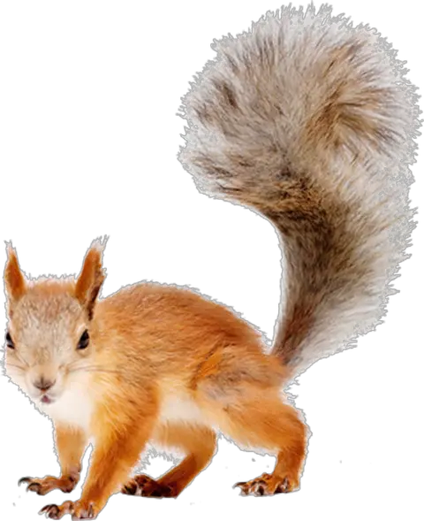 Png Background Squirrel Png Squirrel Transparent Background