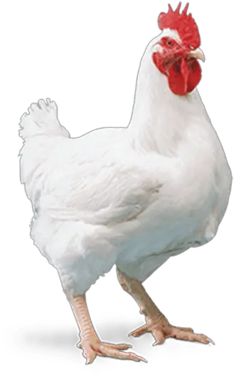 Broiler Chicken Png Image Broiler Chicken Png Chicken Png