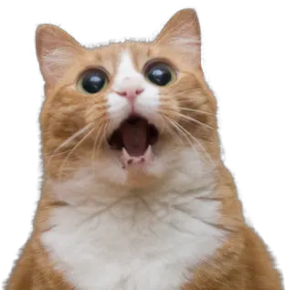 Screaming Cat Png Image Funny Cat Face Cat With Transparent Background