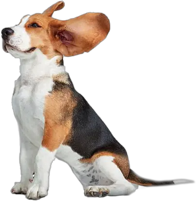 Beagle Png Transparent Images All Beagle Png Funny Dog Png