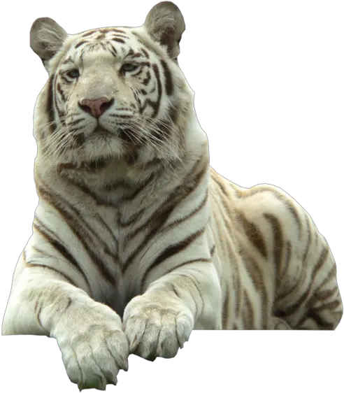 White Tiger With Transparent Background Whitetiger Transparent Png White Tiger Png