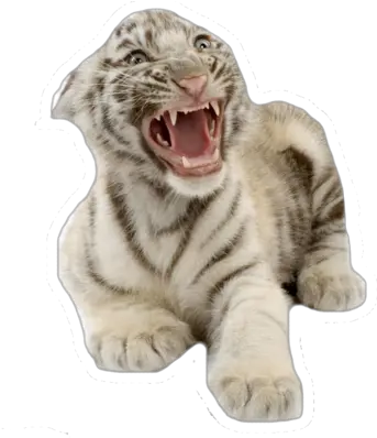 White Tiger Cub White Tiger Cub Png White Tiger Png