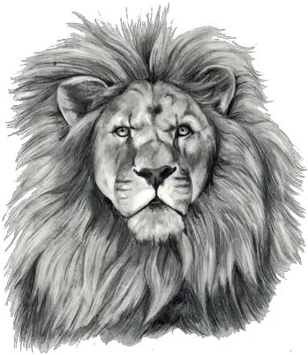 Lion Tattoo Png Transparent Free Images Bible The Lion Of Judah Lion Transparent
