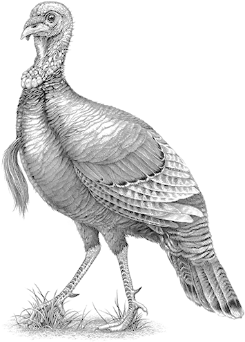 Wild Turkey Wild Turkey Bourbon Logo Png Turkey Transparent