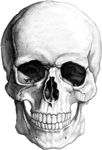 Calavera Png Tumblr Image Desenhos Tatuagem Caveira Calavera Png