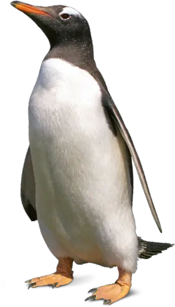 Tierpark Hellabrunn Gentoo Penguin Gentoo Penguin Png Penguin Transparent