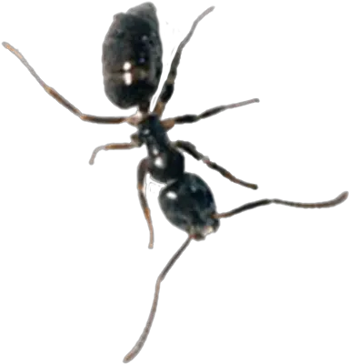 Pest Control Tepco Termite Western Conifer Seed Bug Png Ants Png