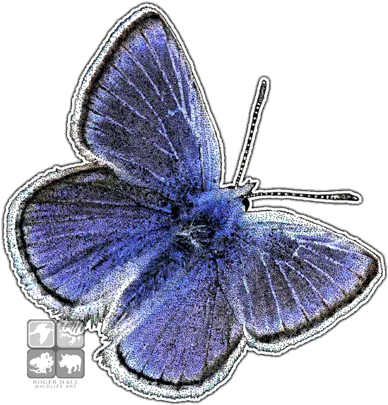 Wildlife Art Butterflies And Moths Mission Blue Butterfly Png Blue Butterflies Png