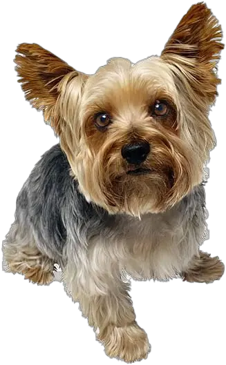 Cute Yorkshire Terrier Dog Png Image Yorkshire Png Cute Dog Png