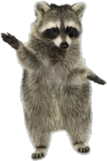 Download Free Png Raccoon Racoon Png Raccoon Transparent Background