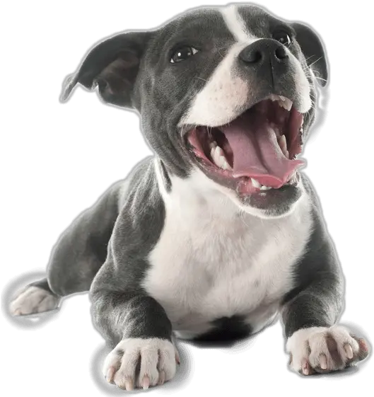 Download Hd Pit Bull Terrier Png Pitbull Puppy Png Pitbull Png