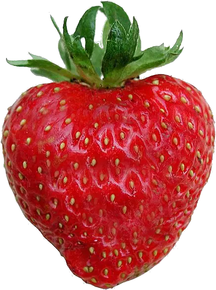 Filestrawberry Transparent Backgroundpng Wikimedia Commons Love You Berry Much Transparent Backround