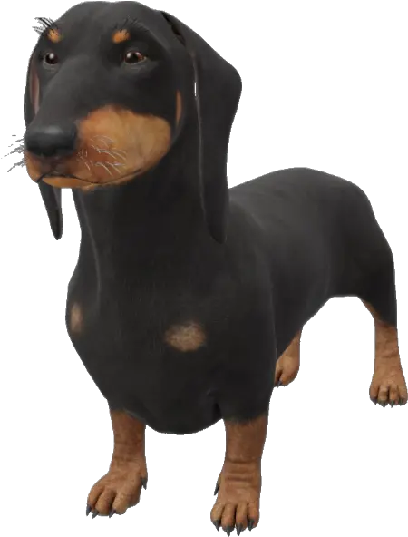 Google 3d Animals U0026 Ar Objects Full List Gallery Dachshund 3d Google Png 3d Google Icon