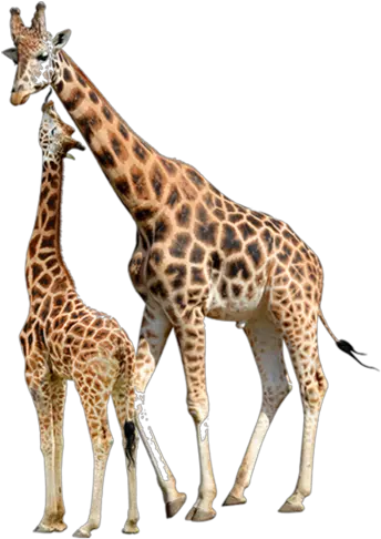 Reticulated Giraffe Stock Photography Baby Giraffes Northern Giraffe Image White Background Png Giraffe Png