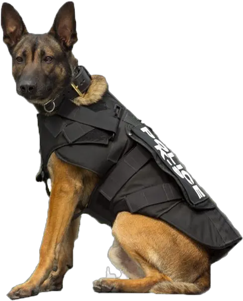 Police German Shepherd Dog Transparent Images Png Arts Using Dogs For Police Work Is Animal Abuse German Shepherd Transparent