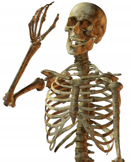 Download Calavera Human Skull Skeleton Free Png Hd Skeleton Png Skeleton Png
