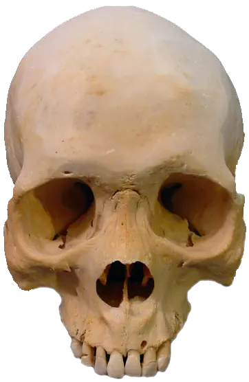 Danzig Skull Png