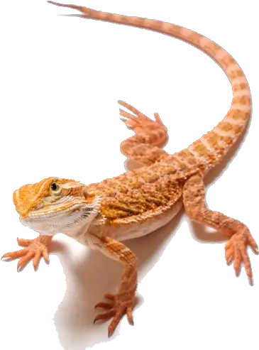 Dragon Clipart Transparent Background Bearded Dragon Transparent Background Png Dragon Clipart Transparent Background