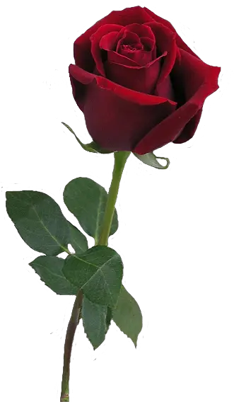 Download Hd Undefined Blood Red Rose Png Transparent Png Red Rose Bud Png Red Rose Png