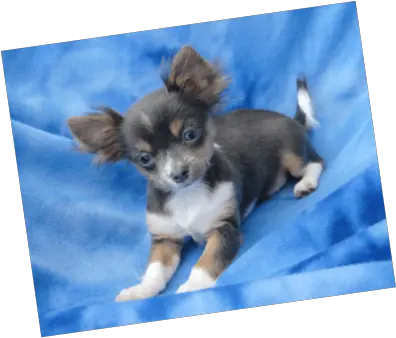 Chihuahua Puppies Teacup Blue Long Haired Chihuahua Puppy Png Chihuahua Png