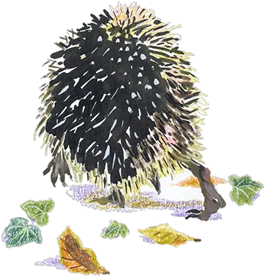 Hedgehog Porcupine Png Porcupine Png