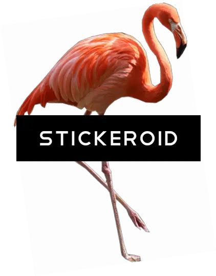 Download Hd Flamingo Png Transparent Image Nicepngcom Steak Home Flamingo Png