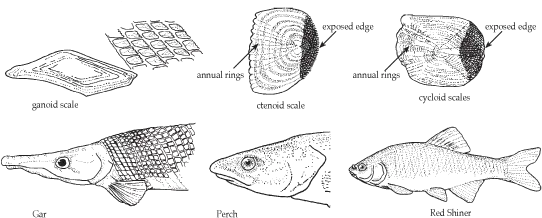 Fish Scales Texas Parks Wildlife Fish Have Ctenoid Scales Png Fish Scales Png