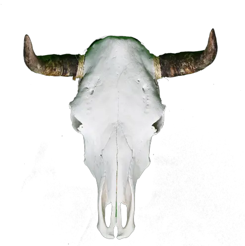Cow Skull Horn Png Cow Skull Png