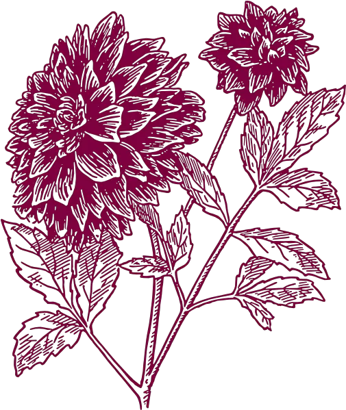 Free Pink Carnation Png Download Clip Art Drawing Black Dahlia Flower Carnation Png