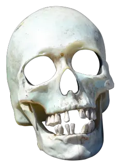 Skull Transparent Background Png