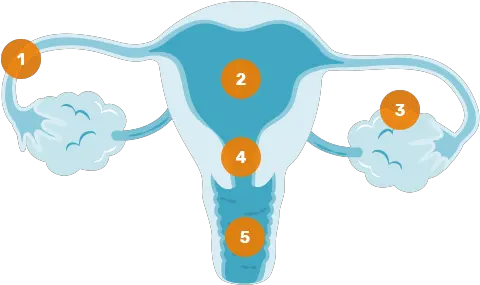 Worth Knowing About A Healthy Vaginal Flora Vagiflor Vagiflor Png Vagina Png