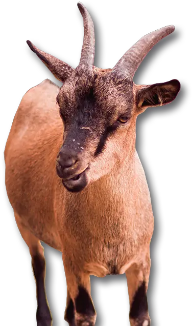 Goat Cattle Agriculture Livestock Price Goat Png Download Goat Hd Goat Png