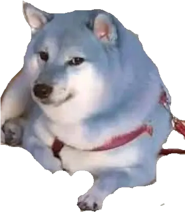 Blue Doge Blue Doge Png Doge Transparent