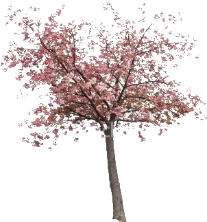 Real Sakura Tree Png Image Real Sakura Tree Png Cherry Blossom Tree Png