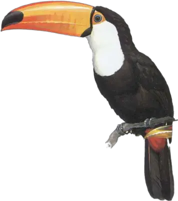 Png Psd Detail Toco Toucan Toucan Png