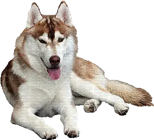 Dog Gif Transparent Siberian Husky Gif Png Transparent Dog Gif