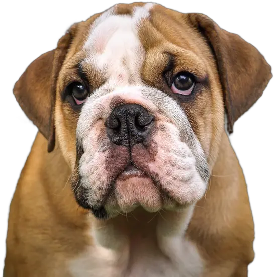 Olde English Bulldogge Dorset Miniature English Bulldog Vs English Bulldog Png Bulldog Transparent Background