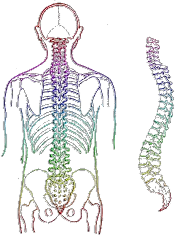 Spine Transparent Png Images Spine Chiropractor Spine Png