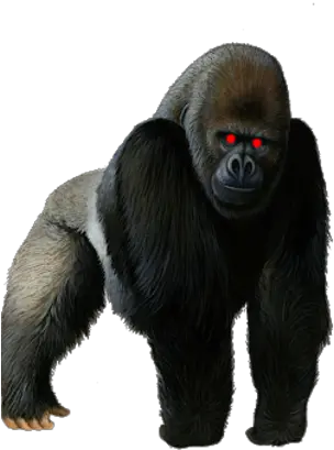 Halal Adventure Wiki Gorilla Png Transparent Harambe