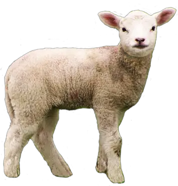 Free Transparent Animal Cliparts Lamb Of God Who Takes Away The Sins Of Png Animals Transparent Background