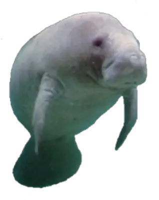 Download Free Png Collection Of Manatee Manatees Png Manatee Png