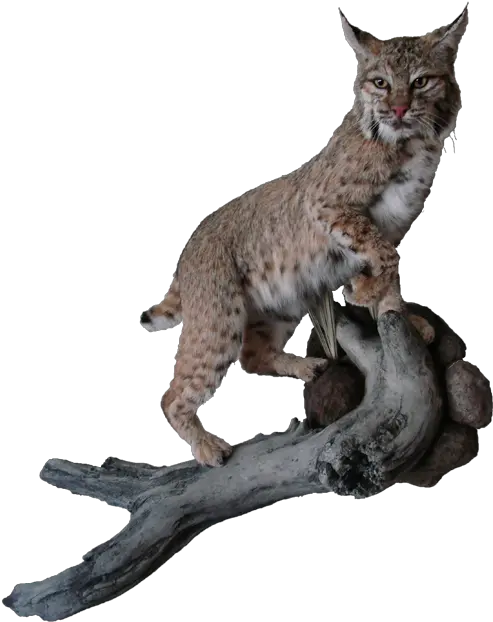 Bobcat Mount Bobcat Png Bobcat Png