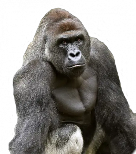 Harambe Gorilla Png Image Harambe Png Harambe Png