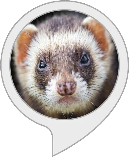 Alexa Skills Ferret Png Ferret Png