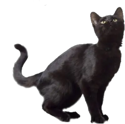 Black Cat Image Png Transparent 30373 Free Icons And Png Transparent Background Black Cat Transparent Cats Transparent